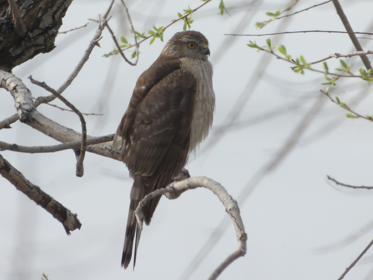 Sharp-shinned Hawk - Grant Hokit