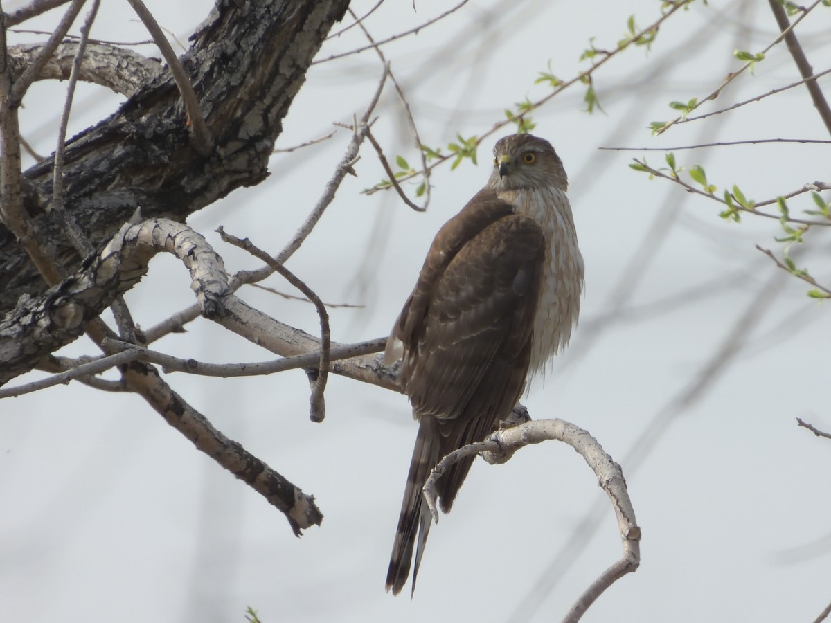 Sharp-shinned Hawk - ML566687381