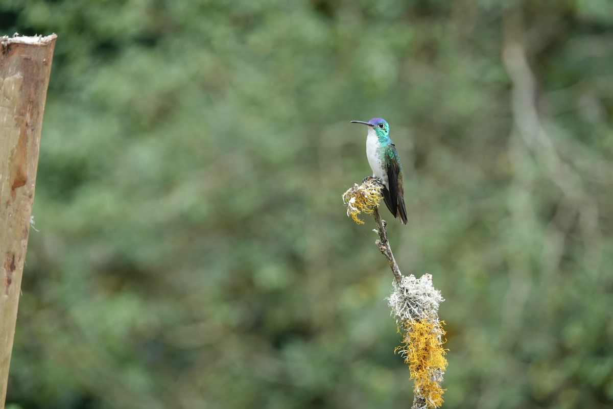 Andean Emerald - ML566687471