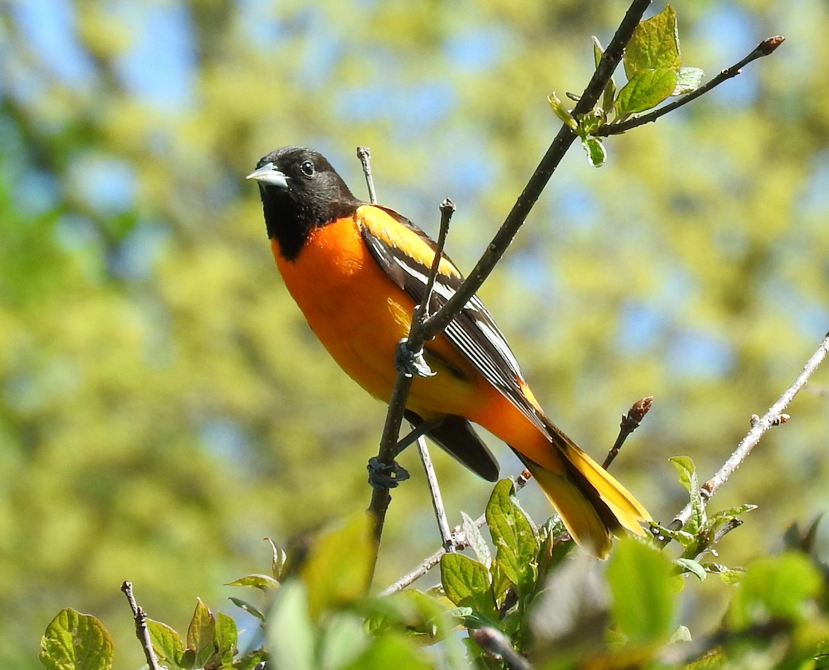 Baltimore Oriole - ML56668751