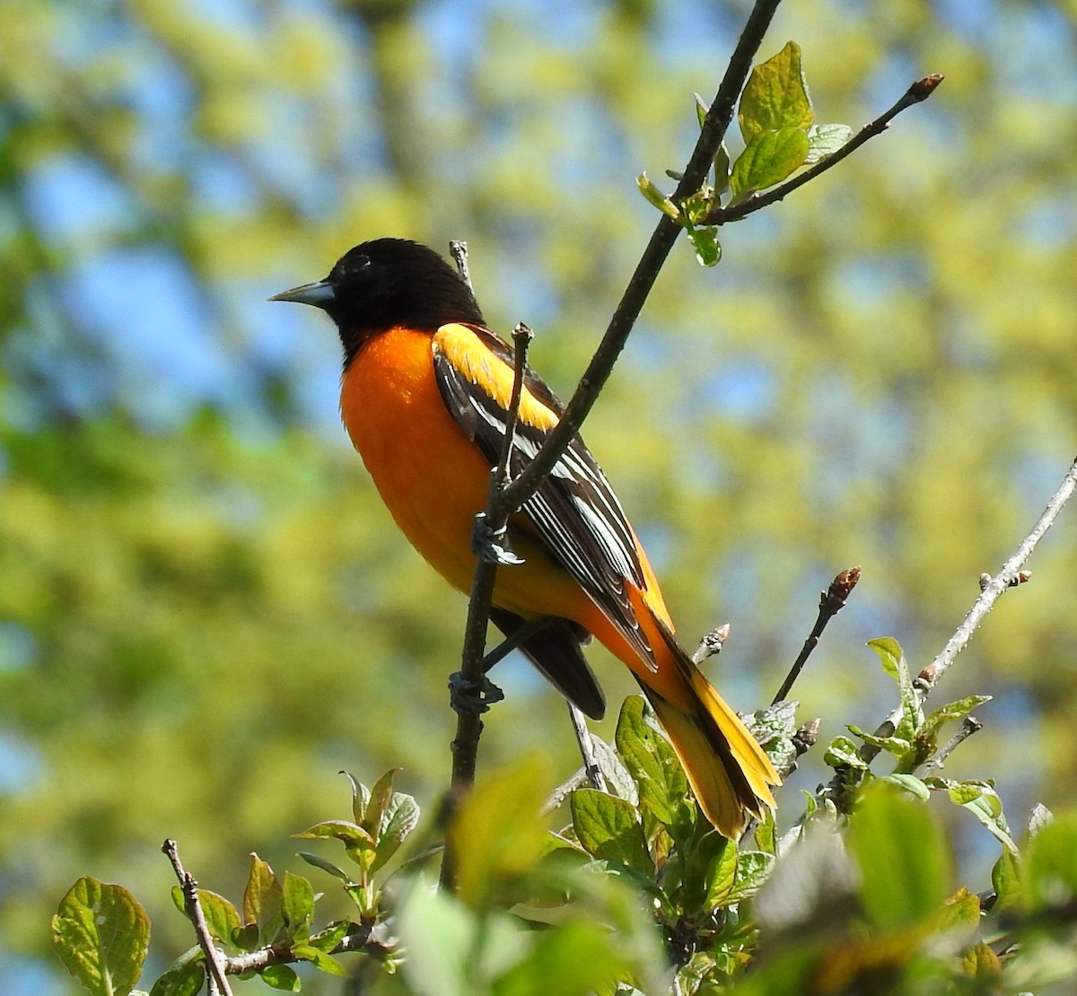 Oriole de Baltimore - ML56668761