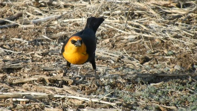 Tordo Cabeciamarillo - ML566688121