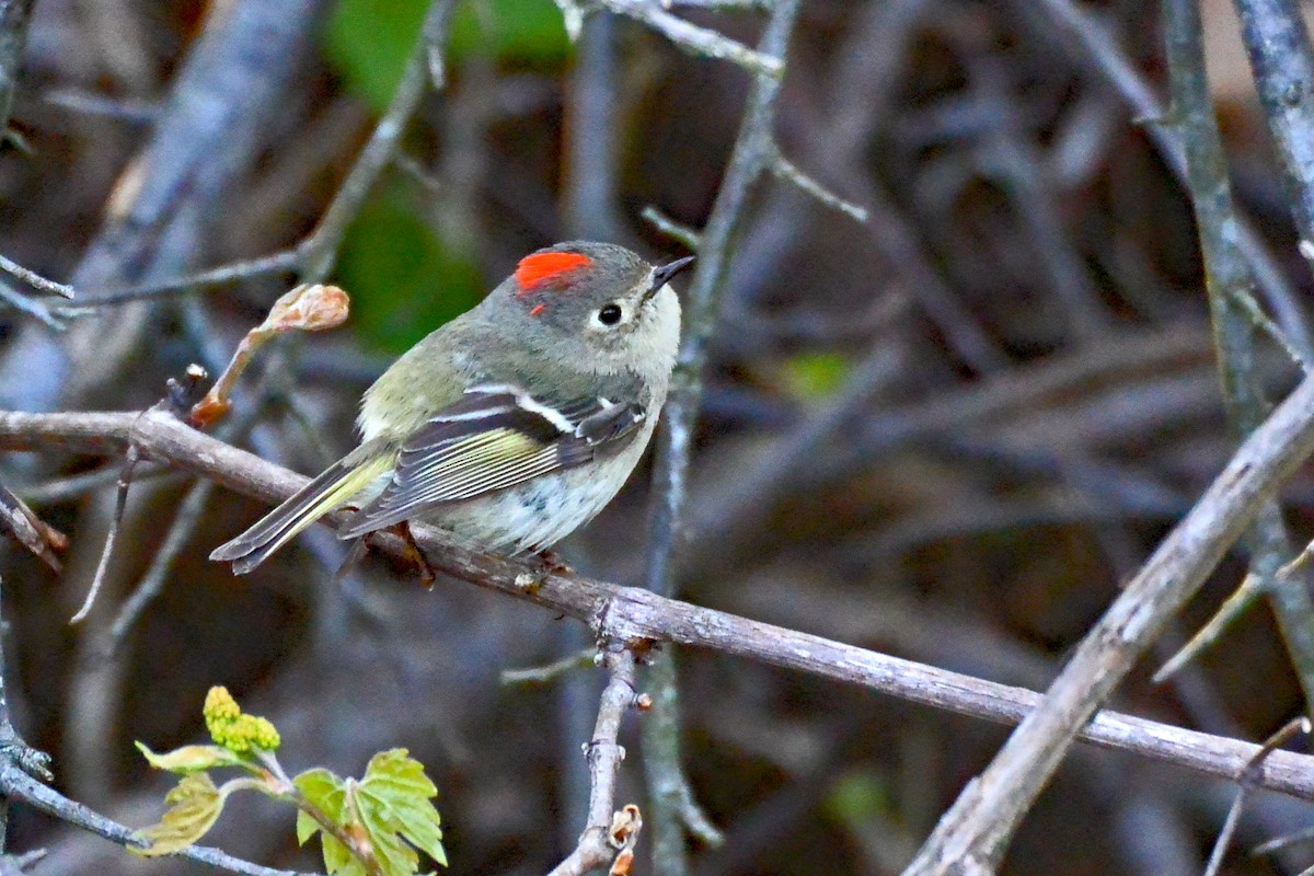 Ruby-crowned Kinglet - Clint Murray