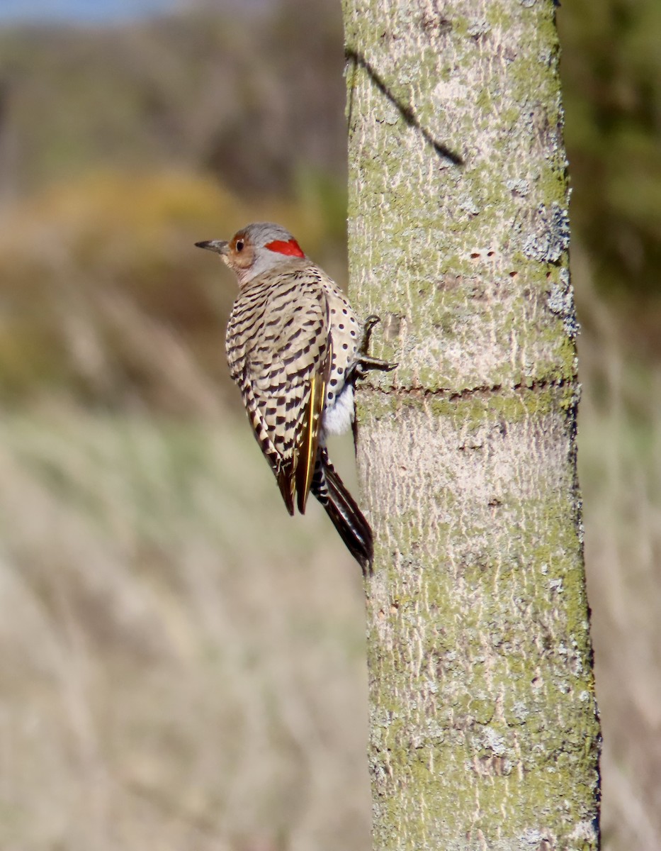 Northern Flicker (Yellow-shafted) - ML566688271