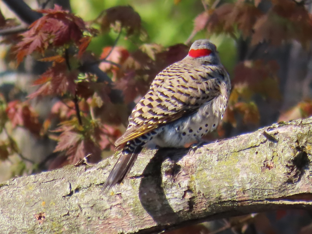 Northern Flicker (Yellow-shafted) - ML566688301