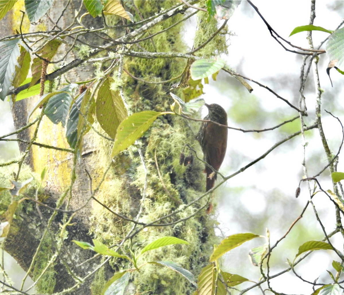 Montane Woodcreeper - Ayde Solarte