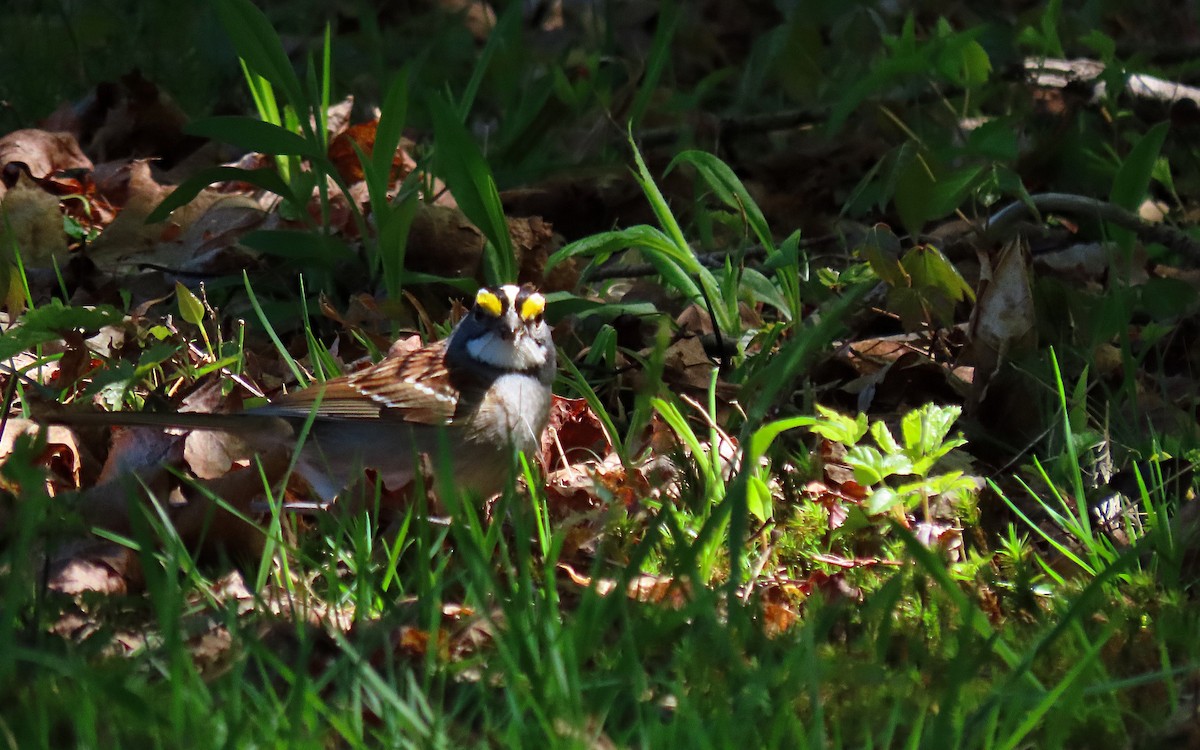 White-throated Sparrow - ML566688841