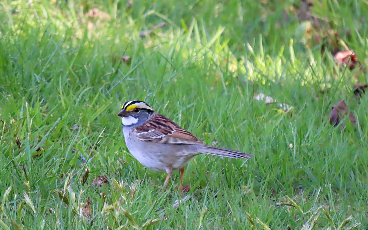 White-throated Sparrow - ML566688901