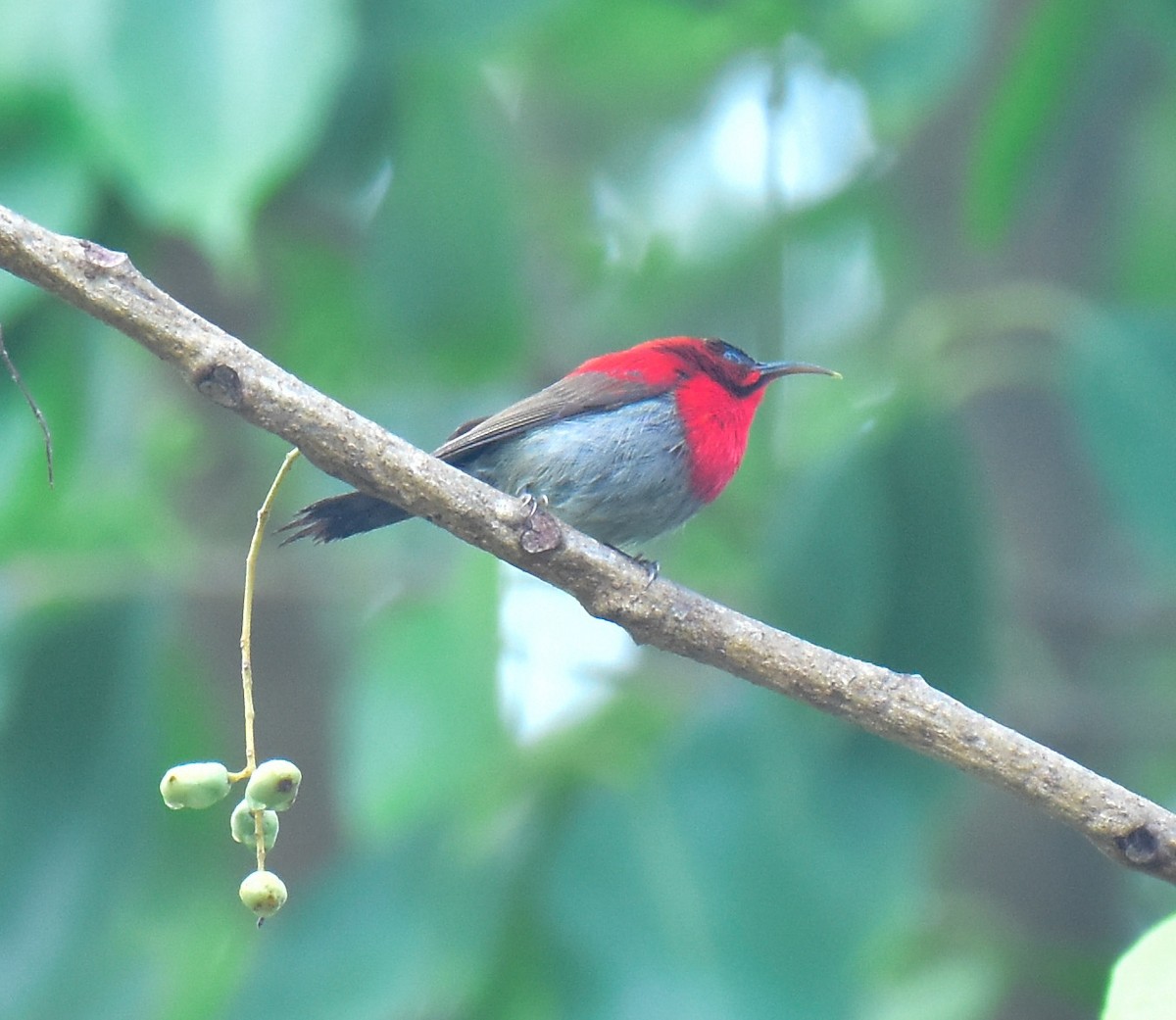 Crimson Sunbird - Arindam Roy