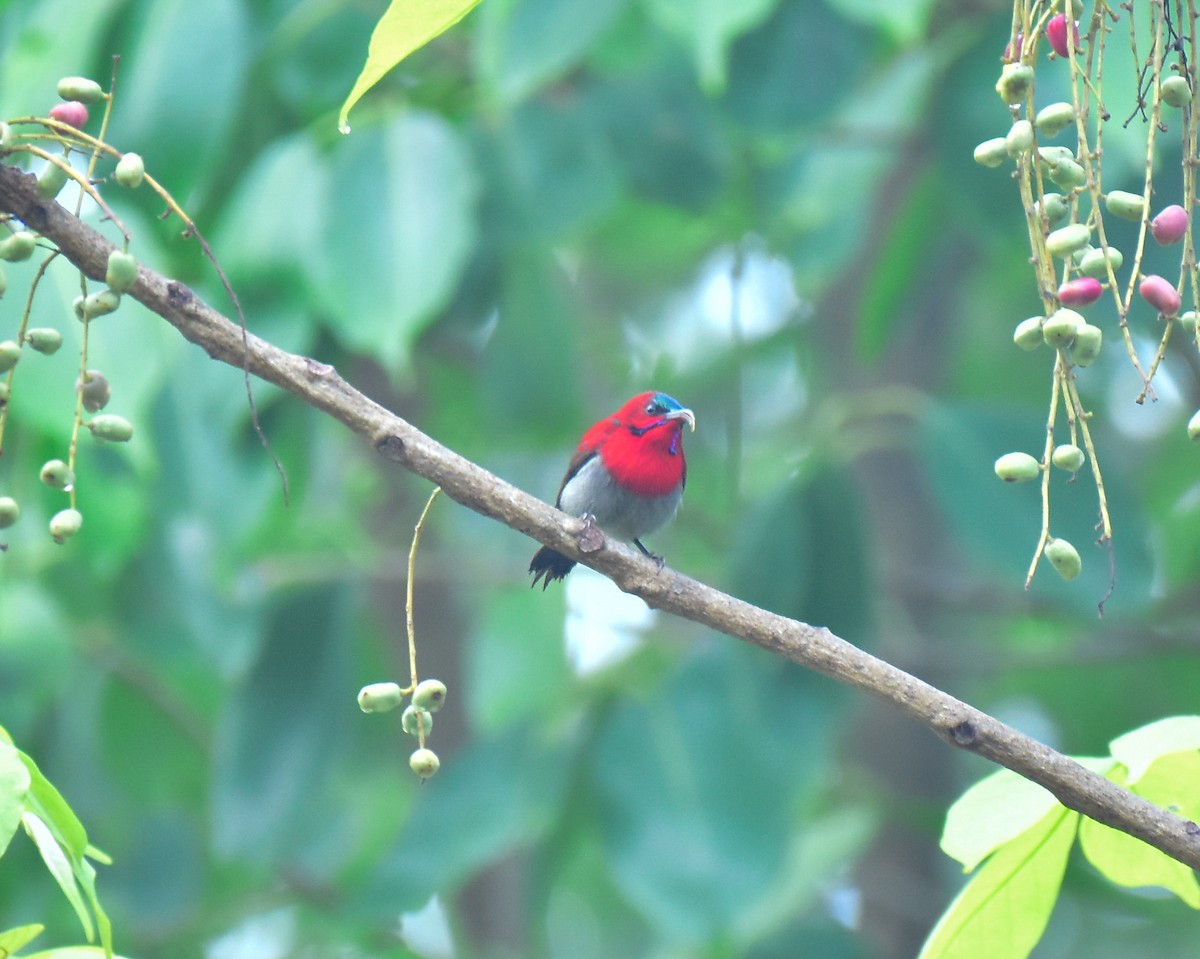 Crimson Sunbird - Arindam Roy