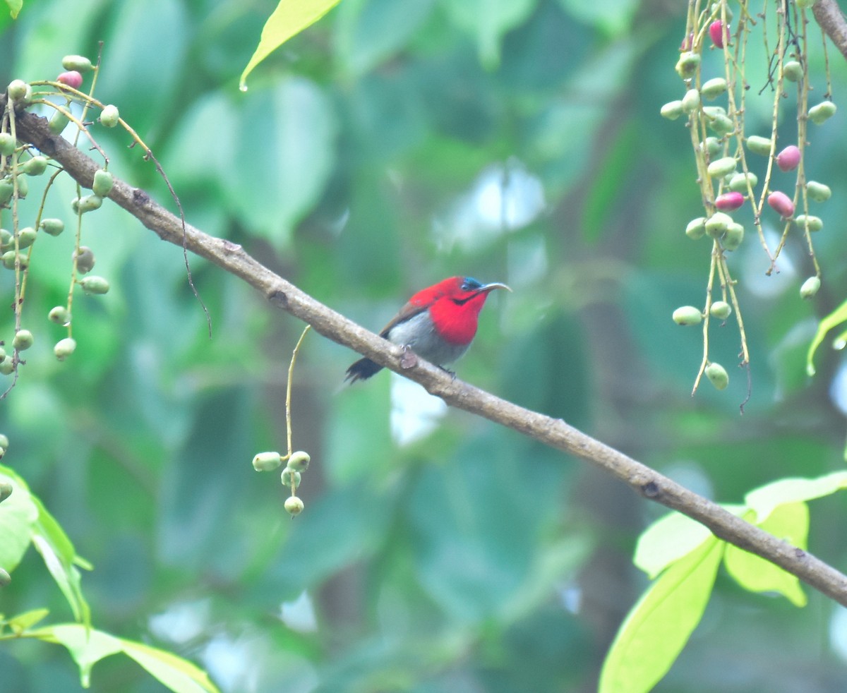 Crimson Sunbird - Arindam Roy