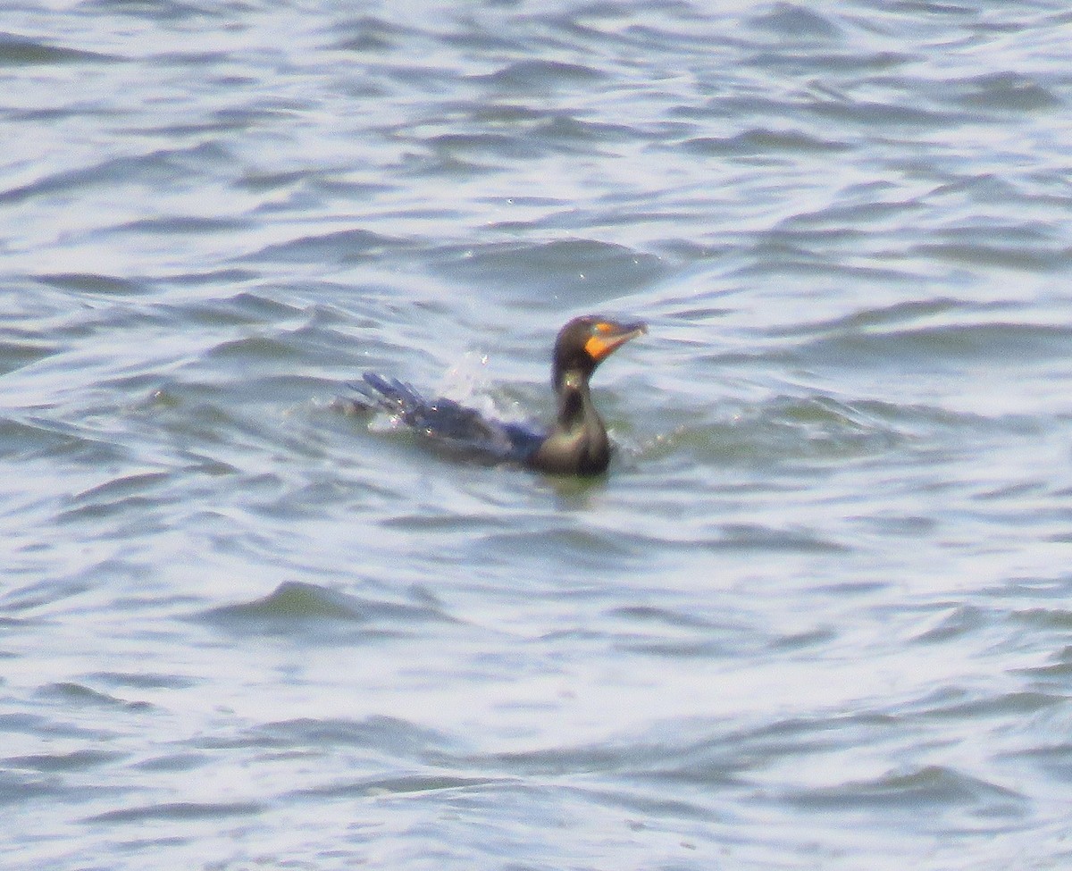 Double-crested Cormorant - ML566690351