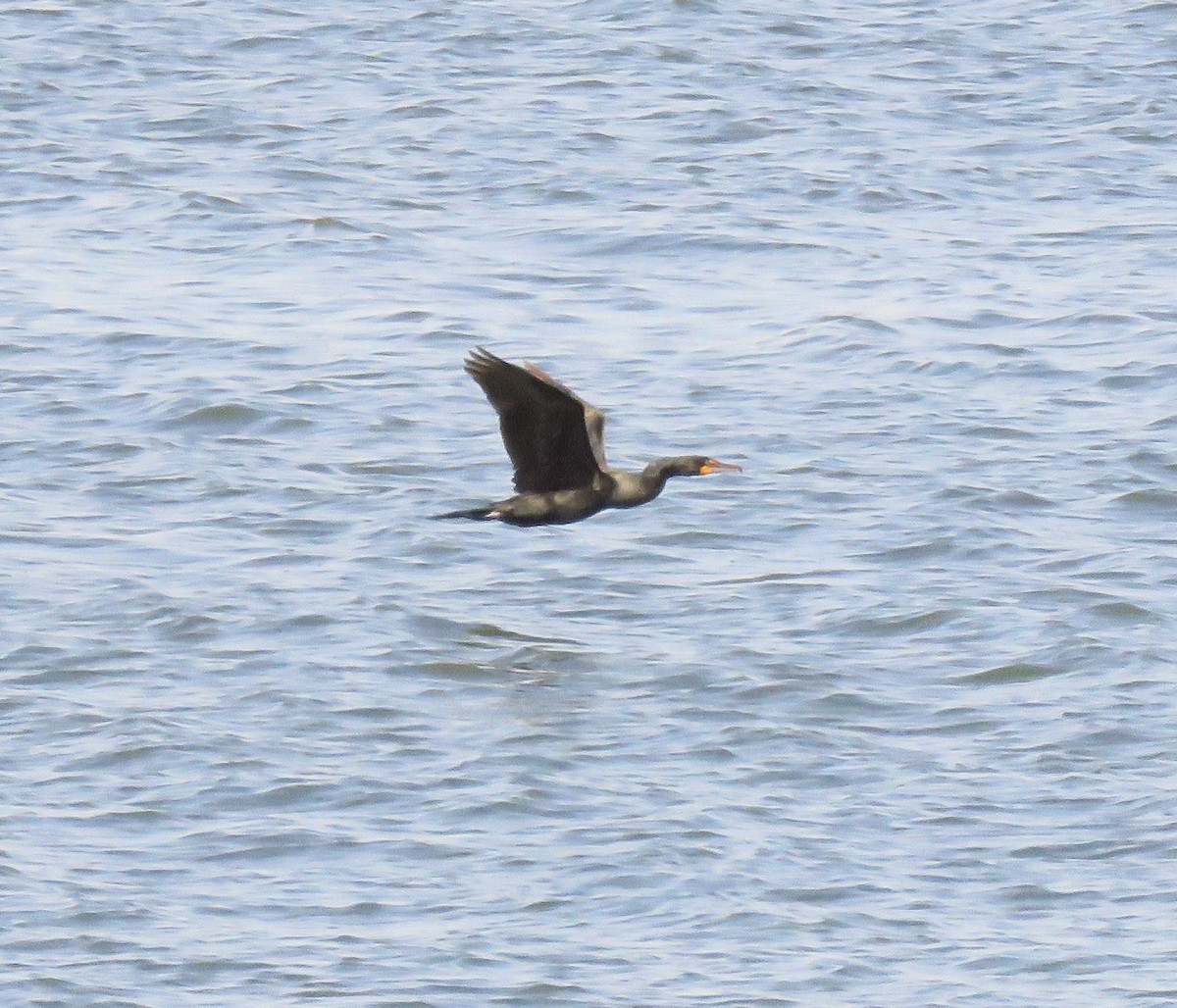 Double-crested Cormorant - ML566690361