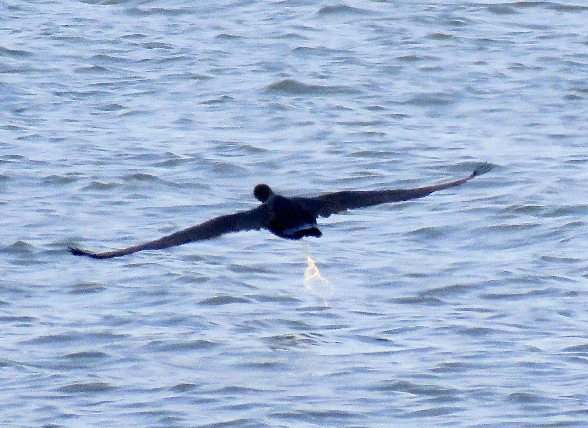 Double-crested Cormorant - ML566690371