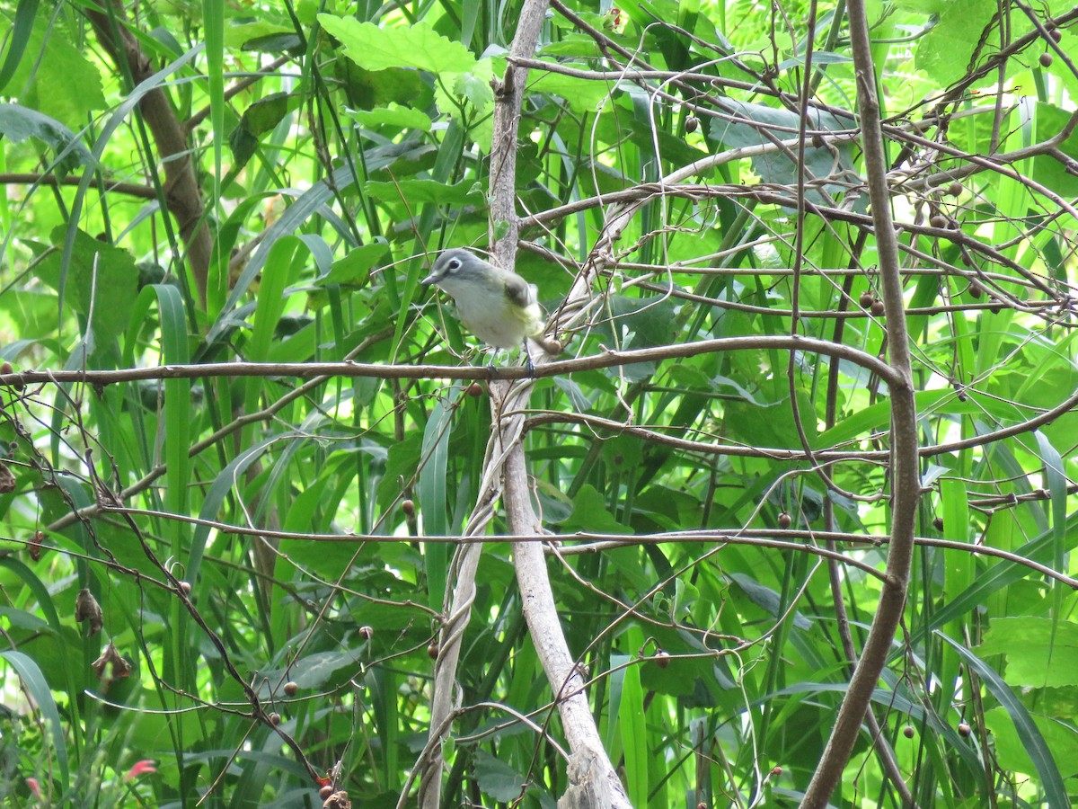 Blue-headed Vireo - ML566690741