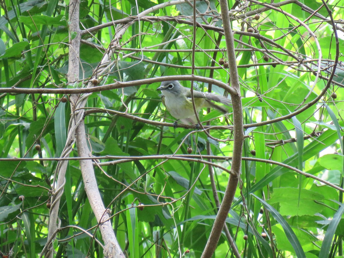 Blue-headed Vireo - ML566691531