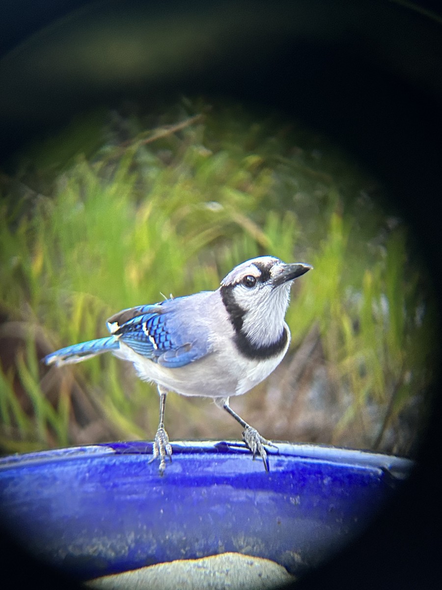 Blue Jay - ML566691541
