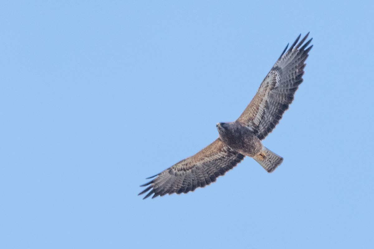 Swainson's Hawk - ML566691571