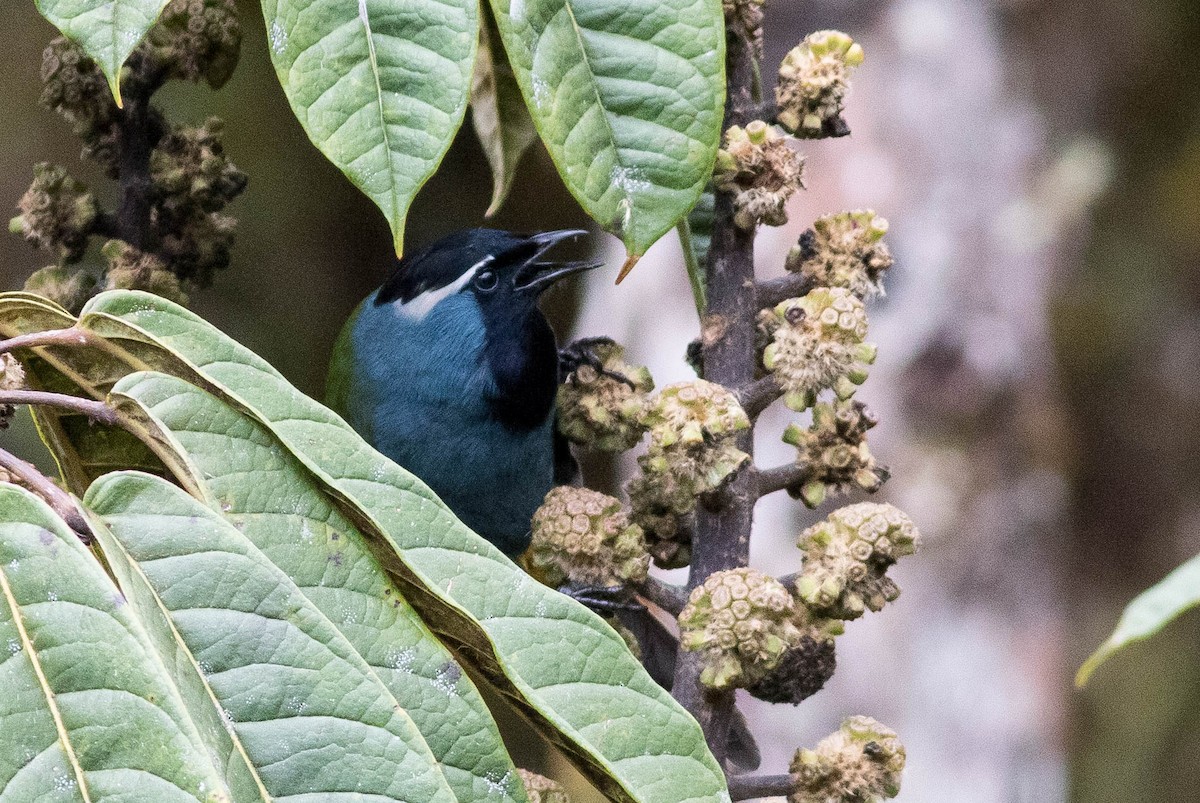 Eastern Crested Berrypecker - ML566691831