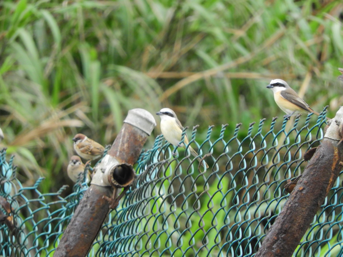 Brown Shrike (Philippine) - Maggie Chen