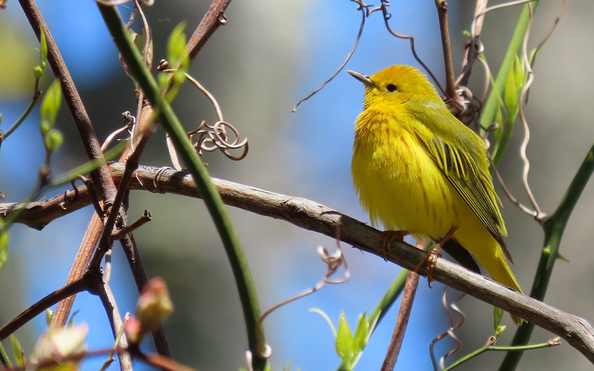 Yellow Warbler - ML566692711