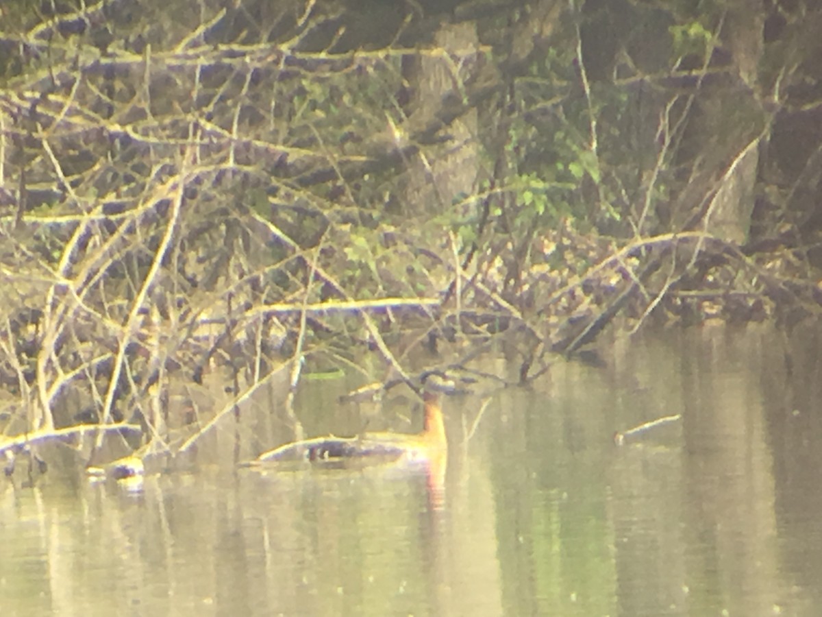 Red-necked Grebe - ML56669291