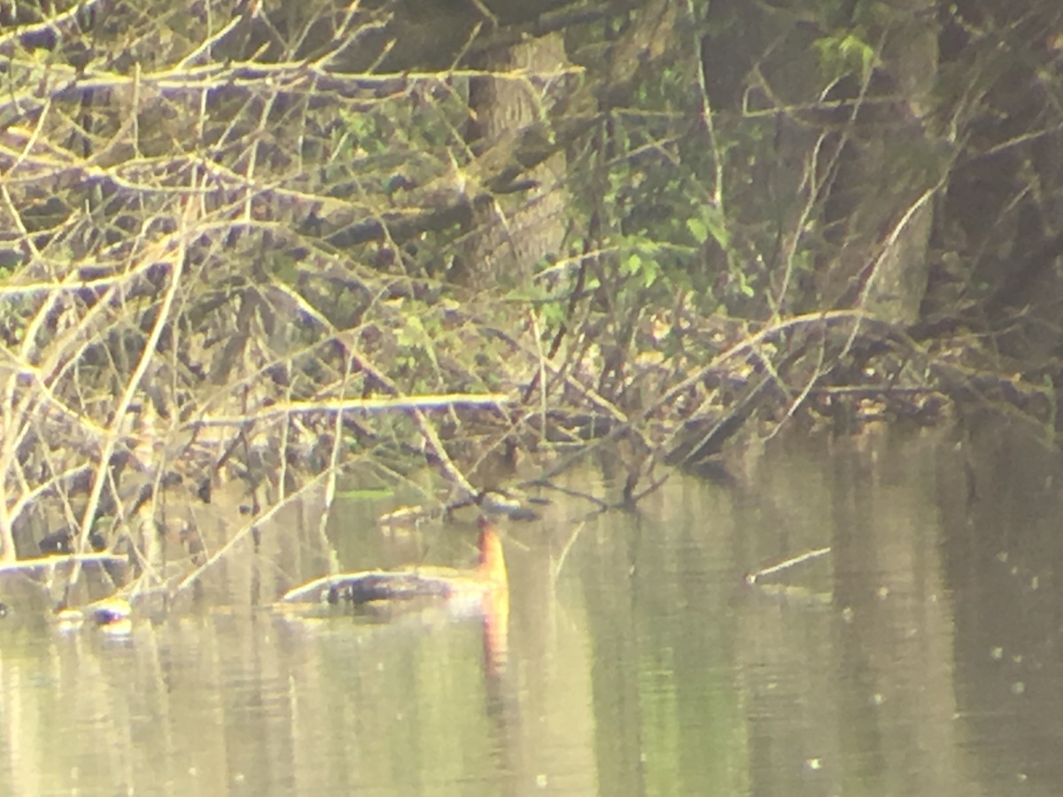 Red-necked Grebe - Ryan Dziedzic