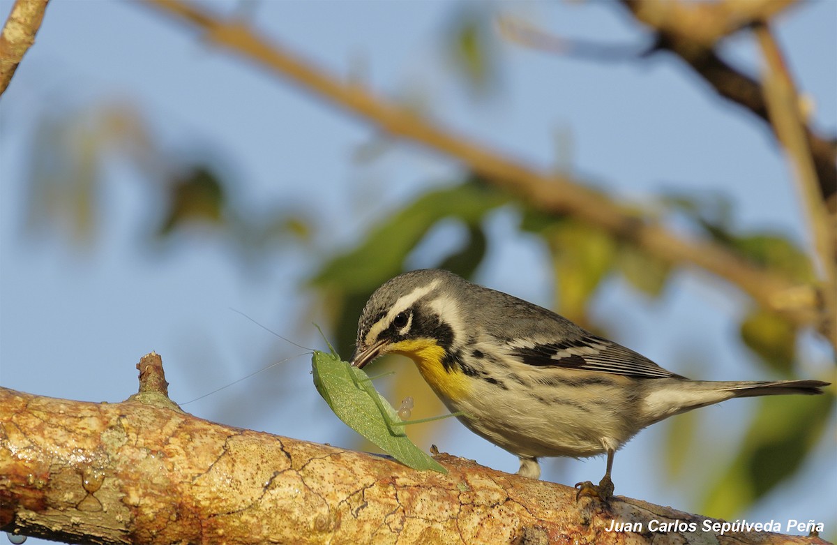 Yellow-throated Warbler - ML56669321