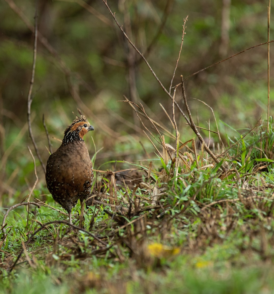 Crested Bobwhite - ML566694451