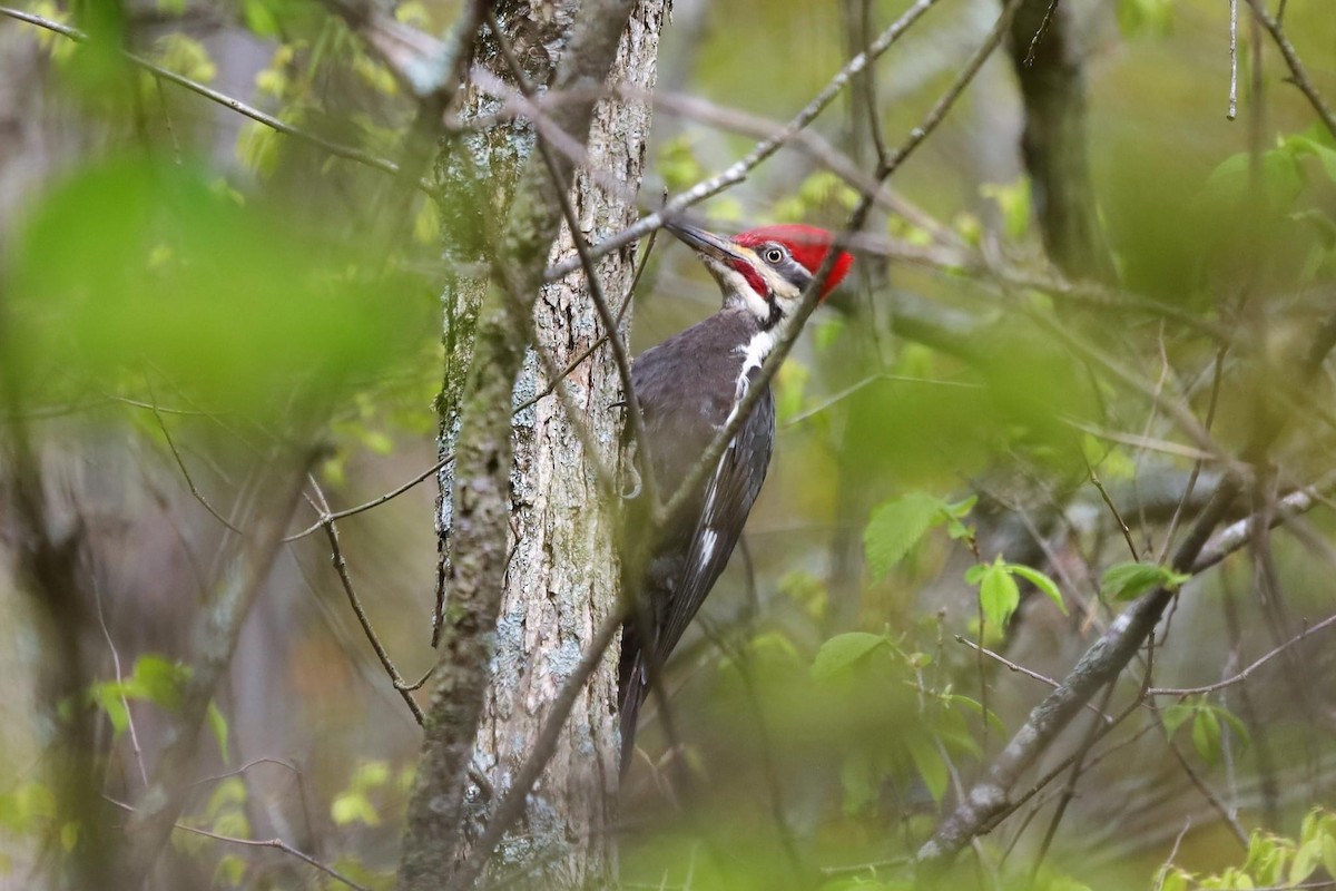 Pileated Woodpecker - ML566695301