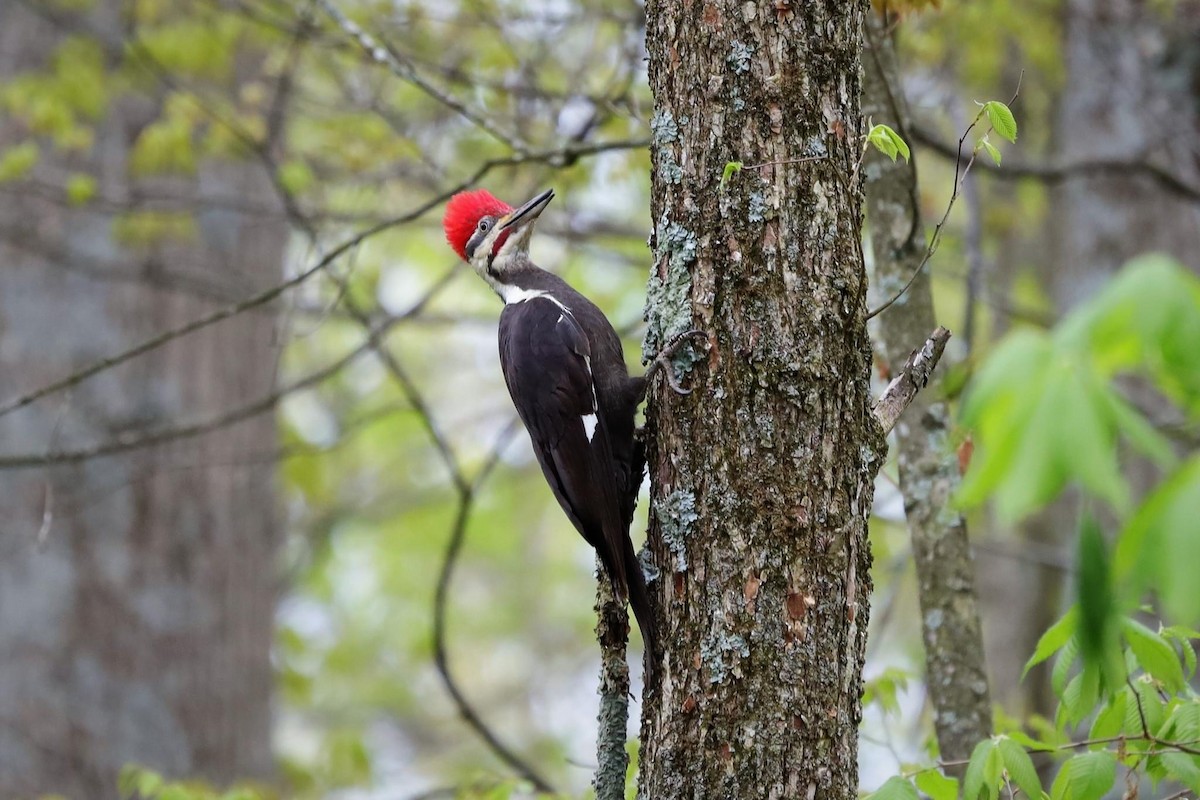 Pileated Woodpecker - ML566695321