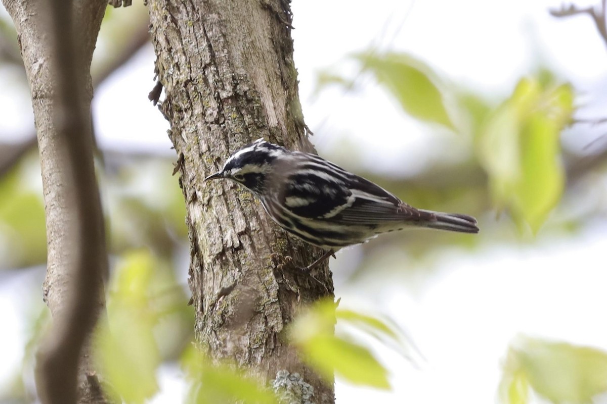 Black-and-white Warbler - ML566695711
