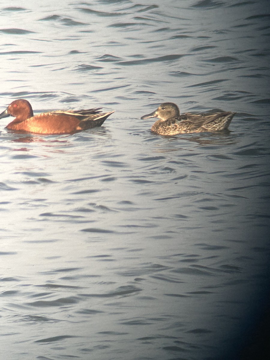 Cinnamon Teal - Owen Novoselac