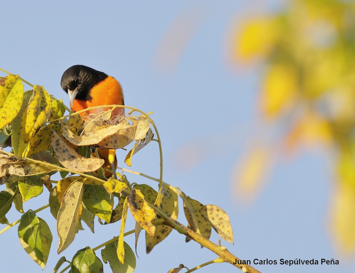 Baltimore Oriole - ML56669631