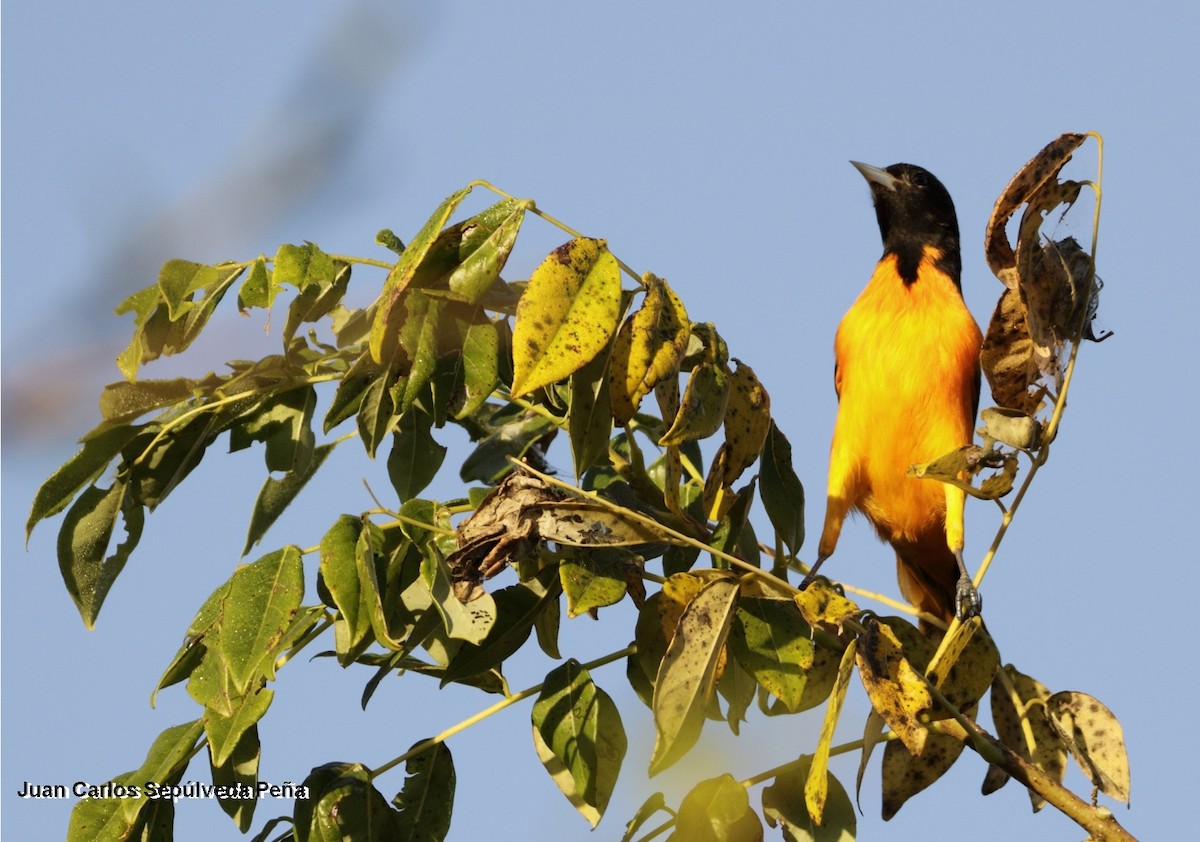 Baltimore Oriole - ML56669651