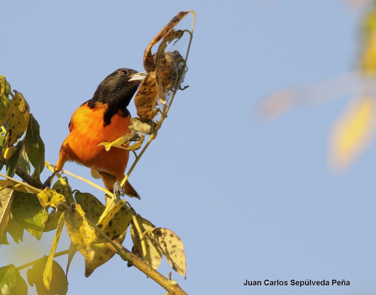 Baltimore Oriole - ML56669671