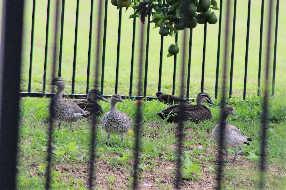 Canard à crinière - ML566697681