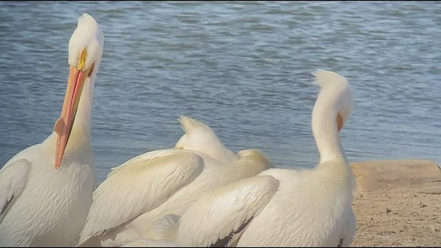 pelikán severoamerický - ML566698011