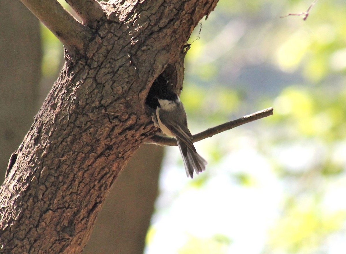 Carolina Chickadee - ML566698021