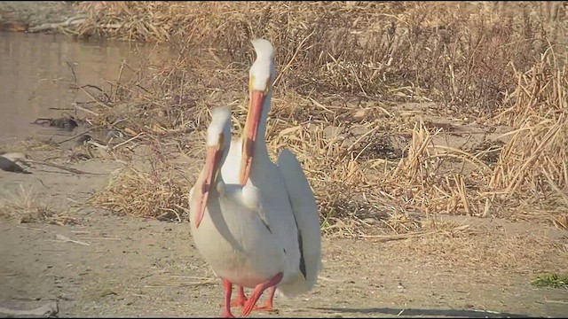 American White Pelican - ML566698031