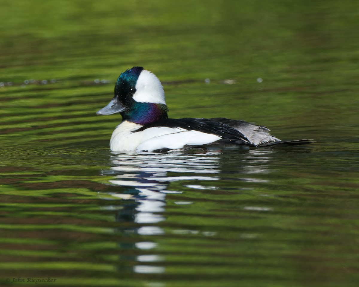 Bufflehead - John Riegsecker