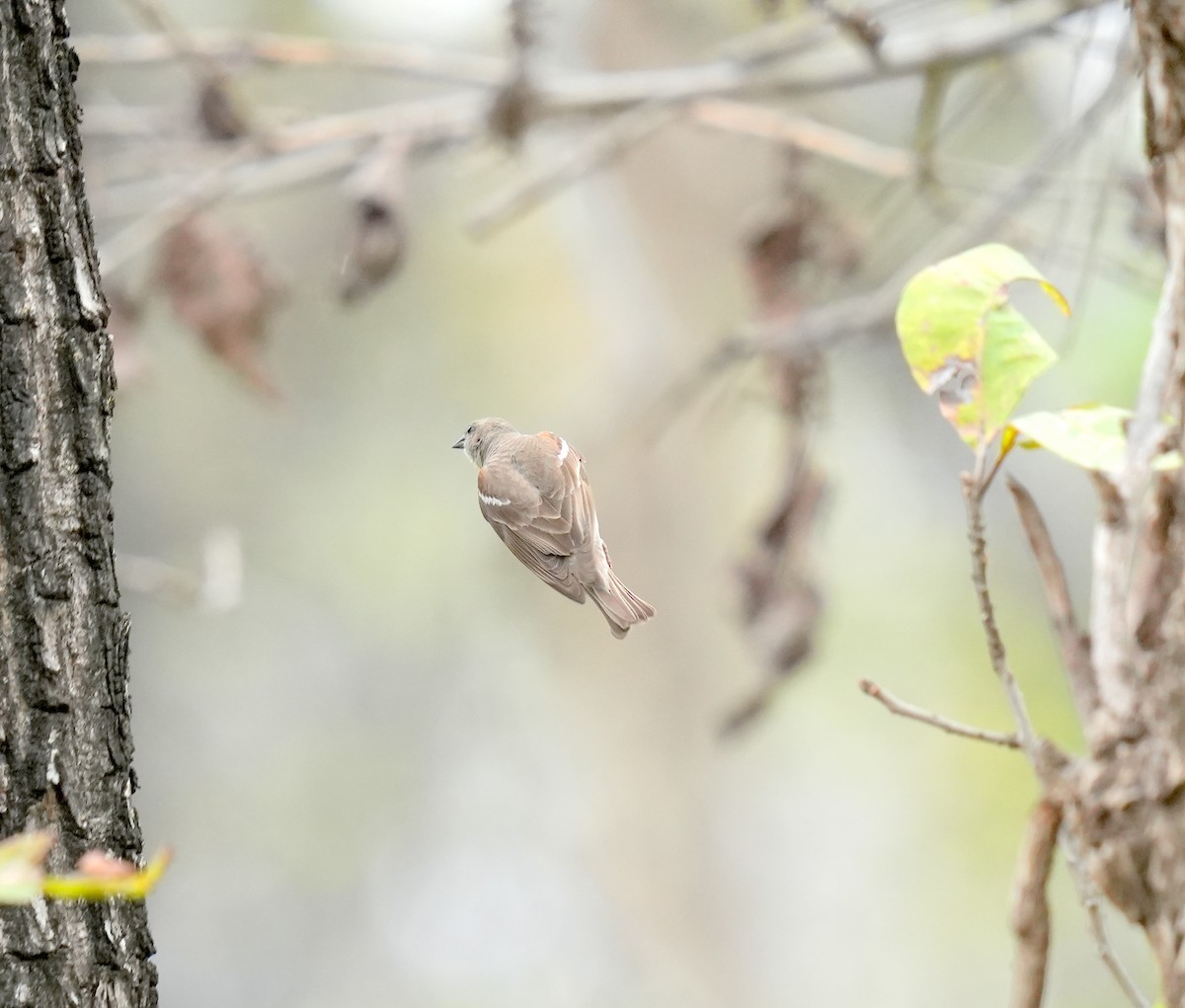 Yellow-throated Sparrow - ML566699801