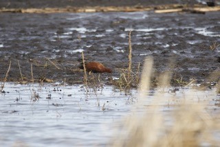 Cinnamon Teal - ML566700681