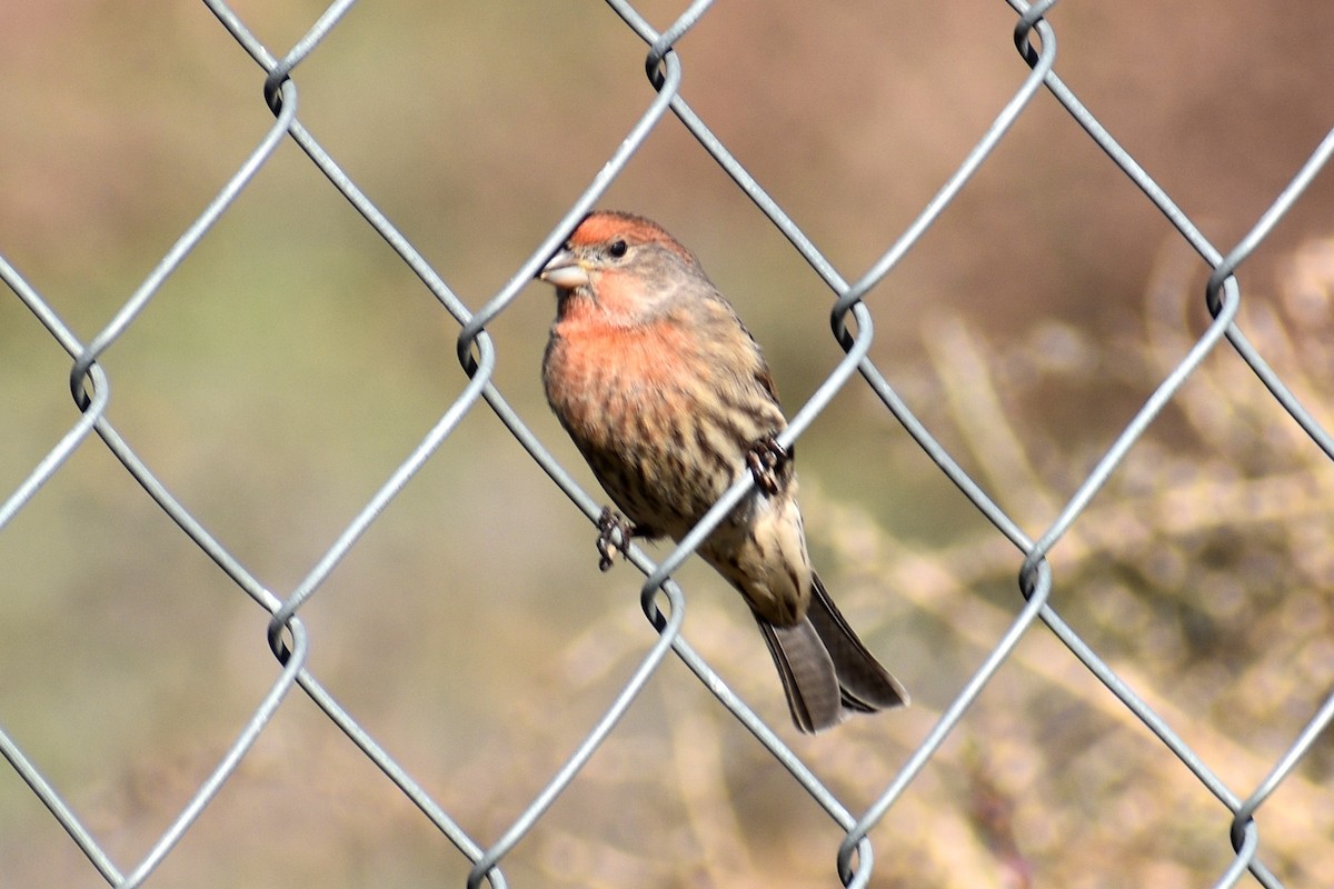 House Finch - Rachael & Dean Winstead