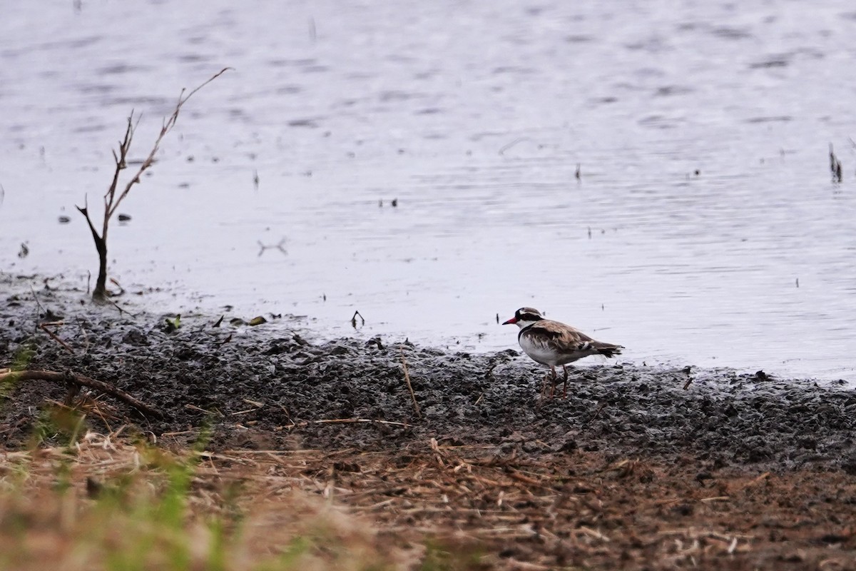 Black-fronted Dotterel - ML566703451