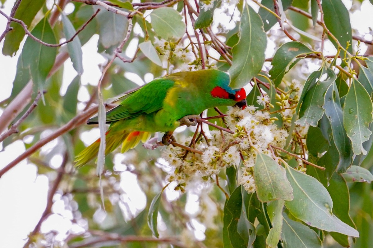 Musk Lorikeet - ML566703741