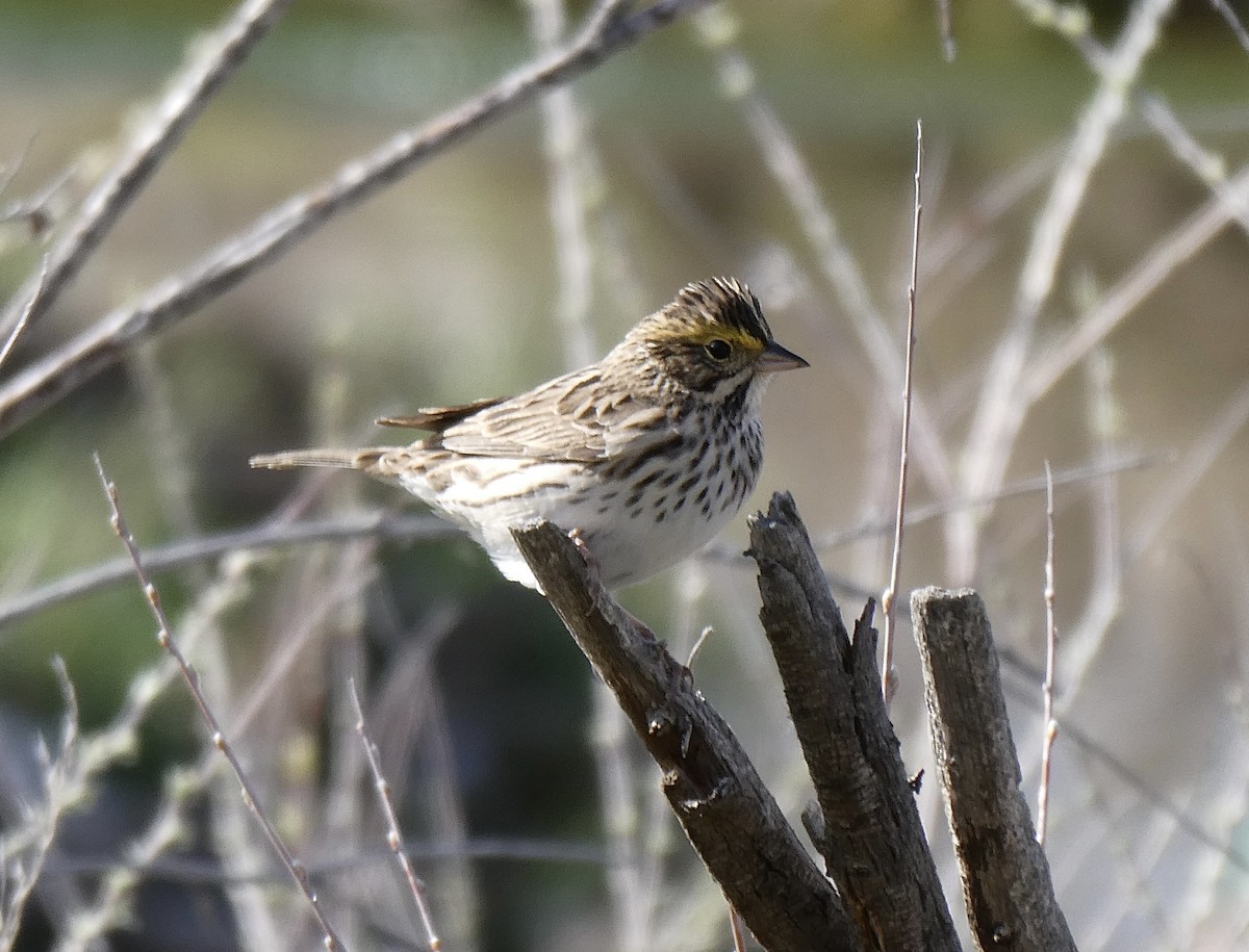 Savannah Sparrow - Michael Dougherty