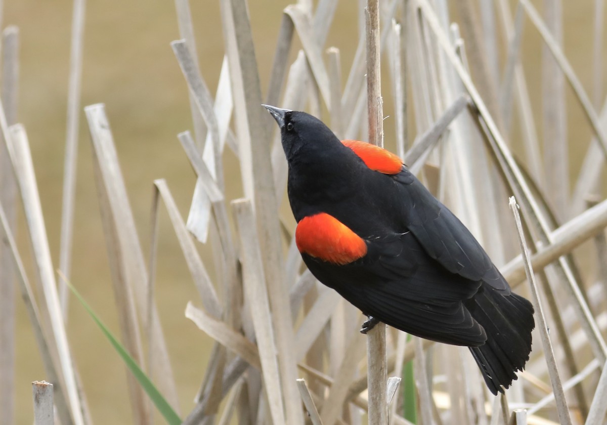 Red-winged Blackbird - ML566704681