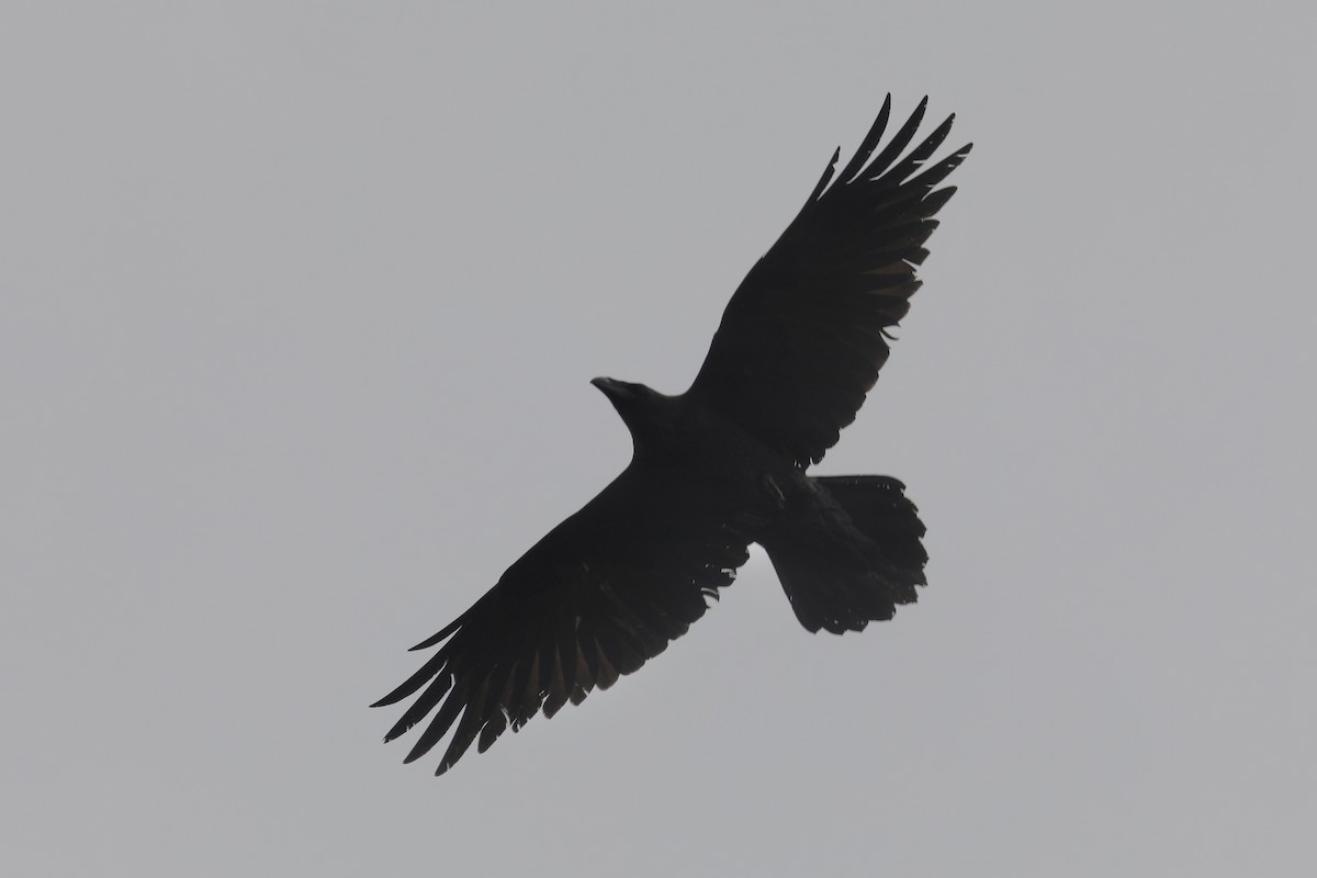 Common Raven - ML566704931