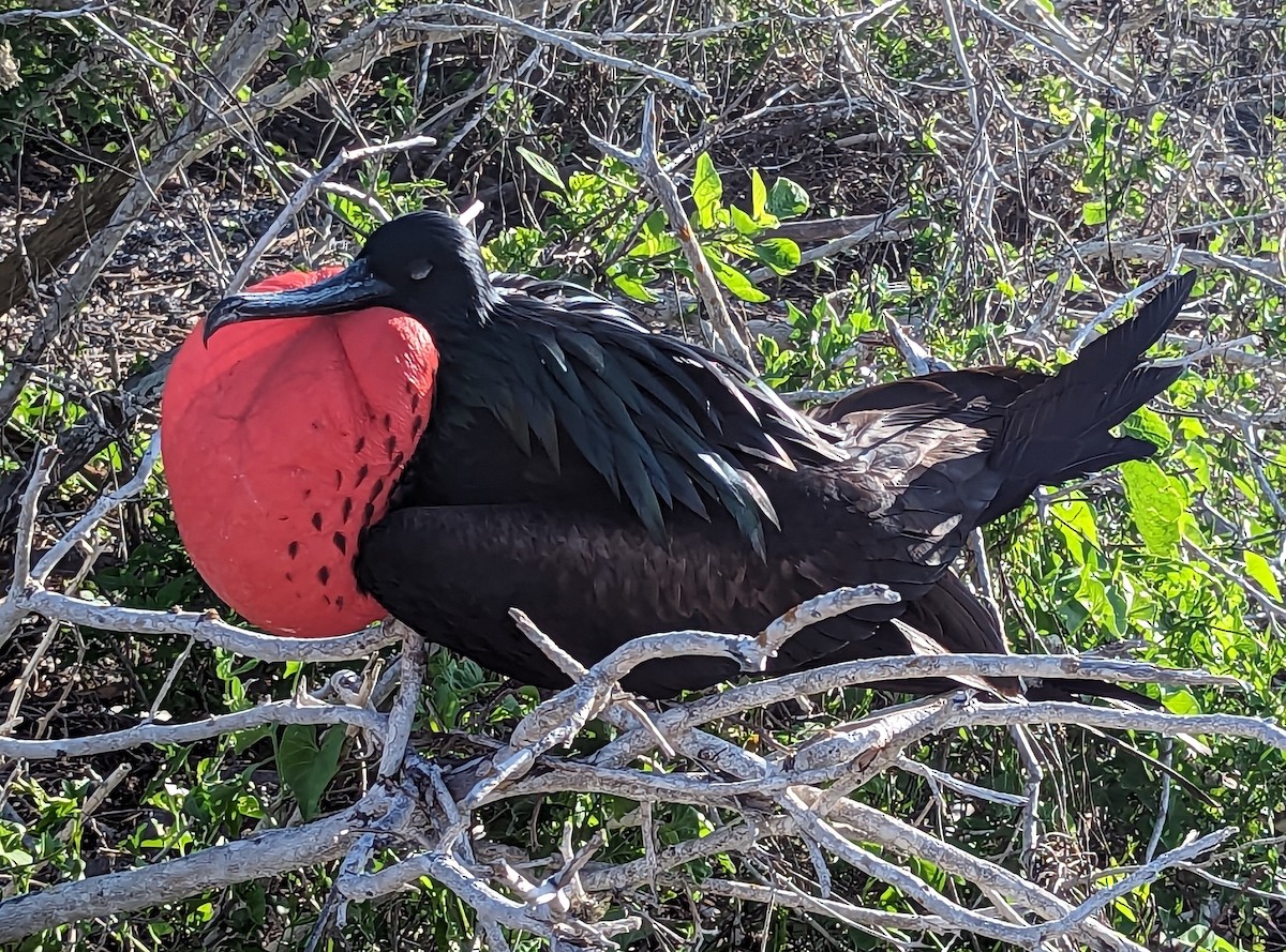 Great Frigatebird - Gregoriah Hartman Ruh